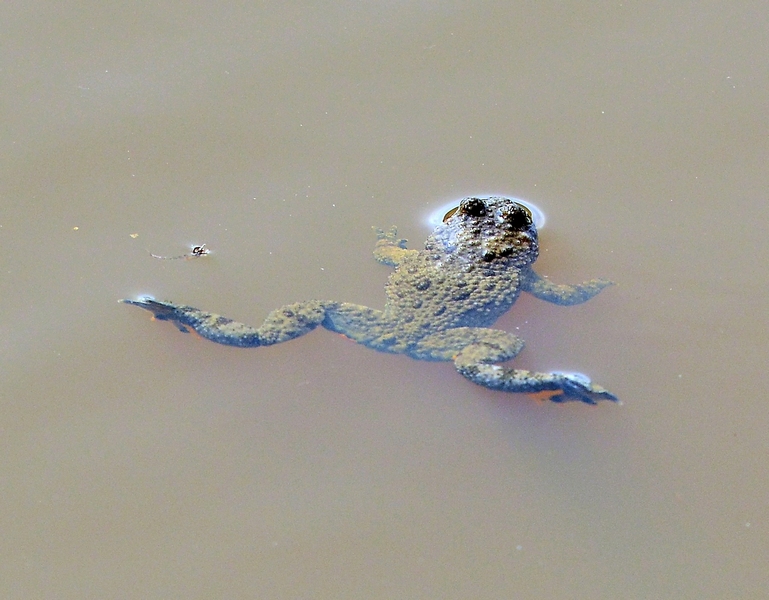 Bombina variegata
